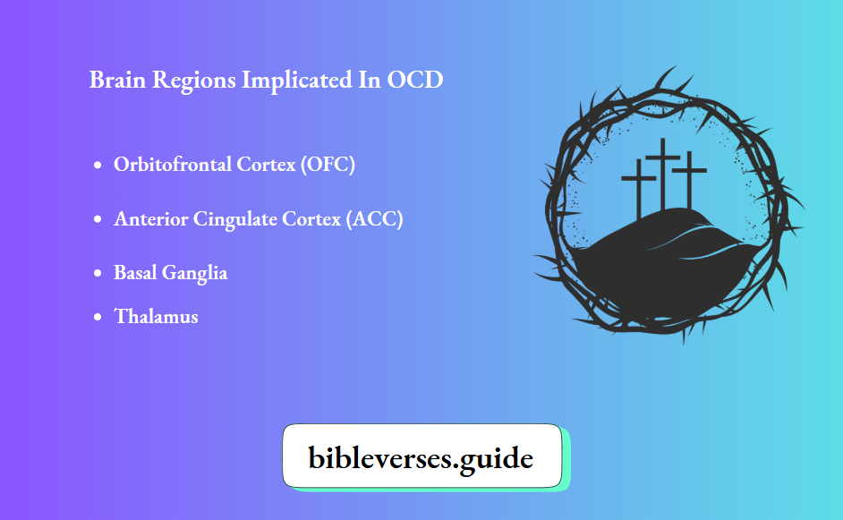 Understanding OCD Brain Regions Implicated In OCD